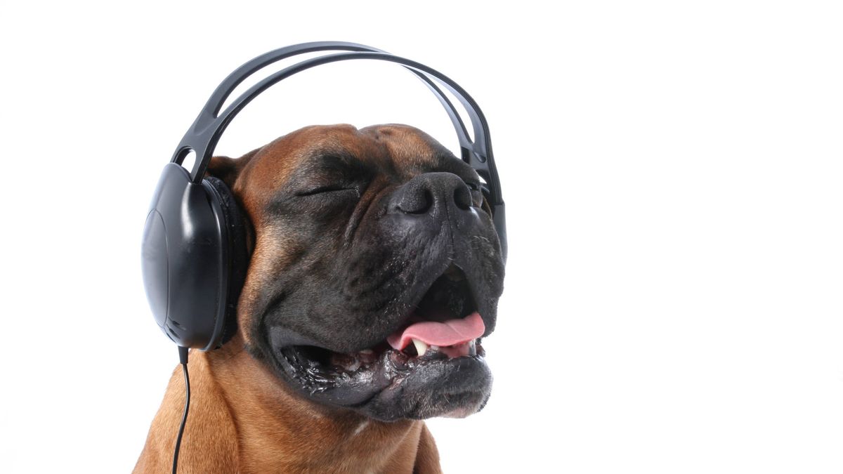 ¿Cuál es el tipo de música que gusta más a los perros?