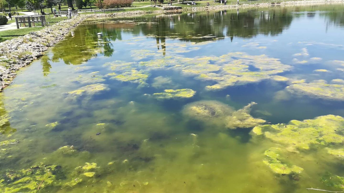 Las algas del lago crecen cuando suben las temperaturas. (Cedida)