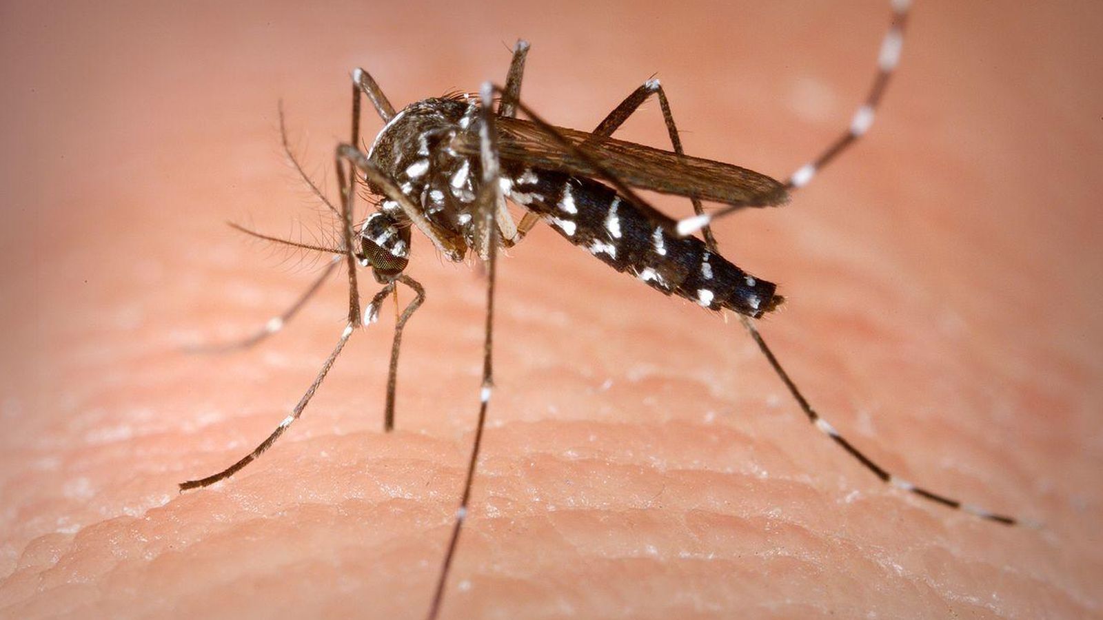 Foto: El mosquito tigro es negro y con manchas blancas. (Wikipedia)