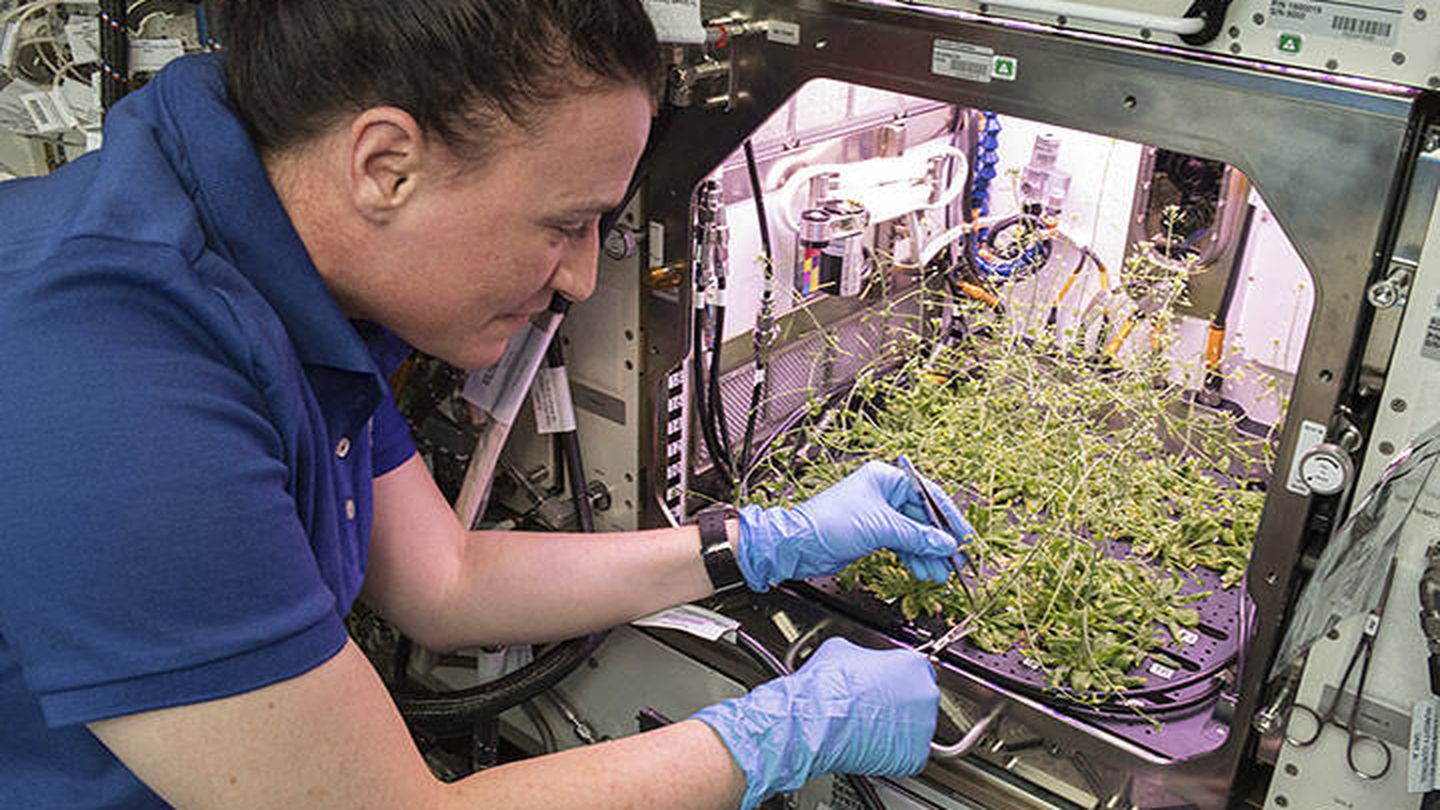 Las plantas crecen con la suficiente normalidad en la ISS como para una ensalada. (NASA)