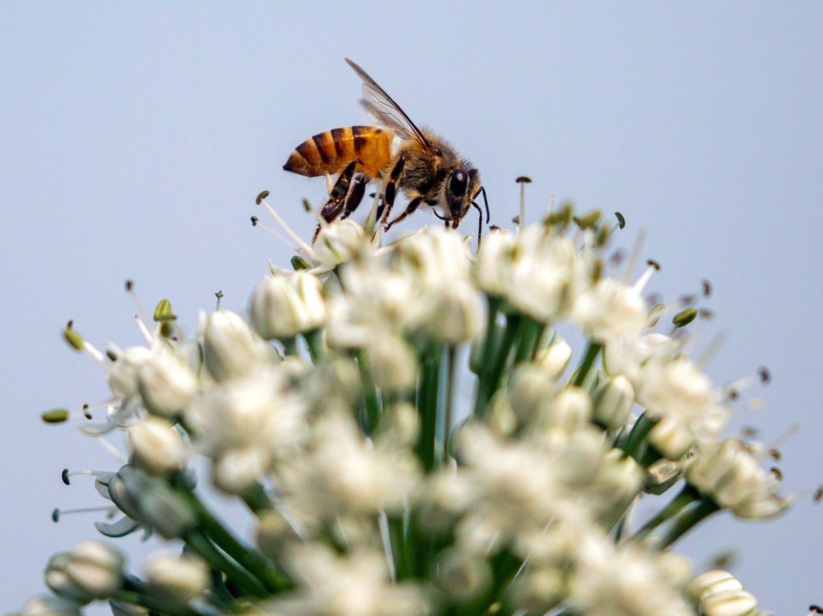 Foto: Una abeja recolecta el néctar de flores. Foto: Efe