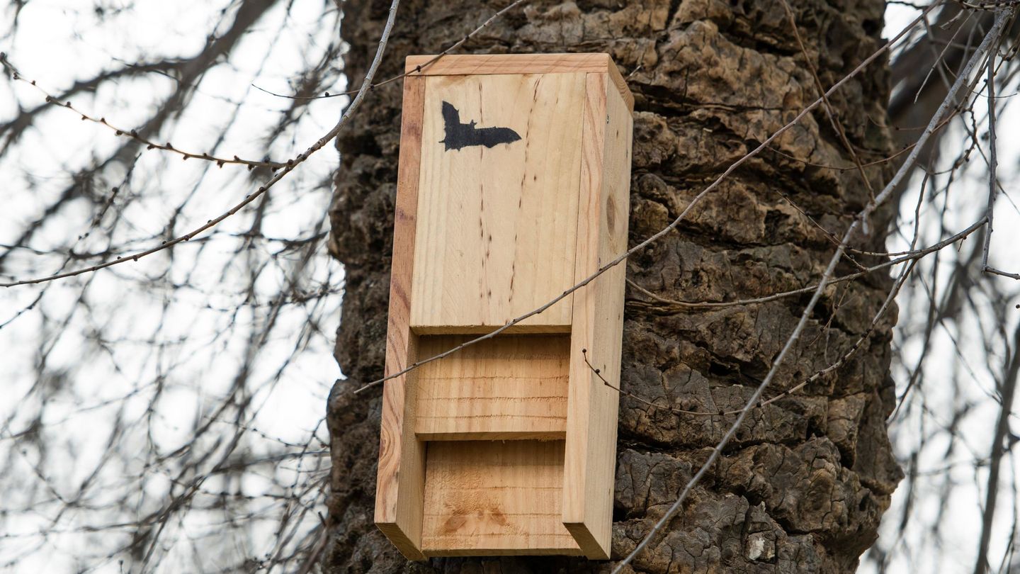 Cajas nido de murciélagos para combatir las plagas de insectos (EFE)