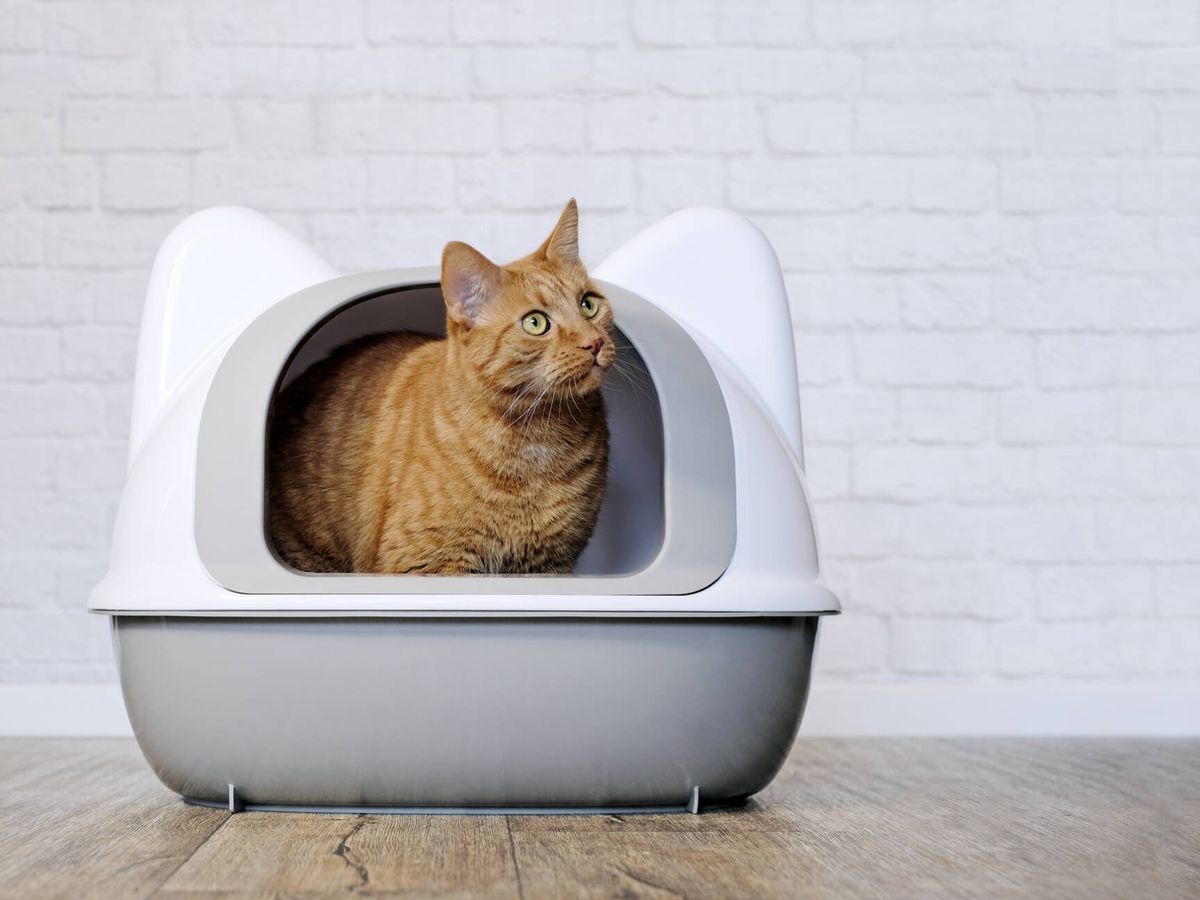 Caja de arena para gatos automatica arenero gato autolimpiable