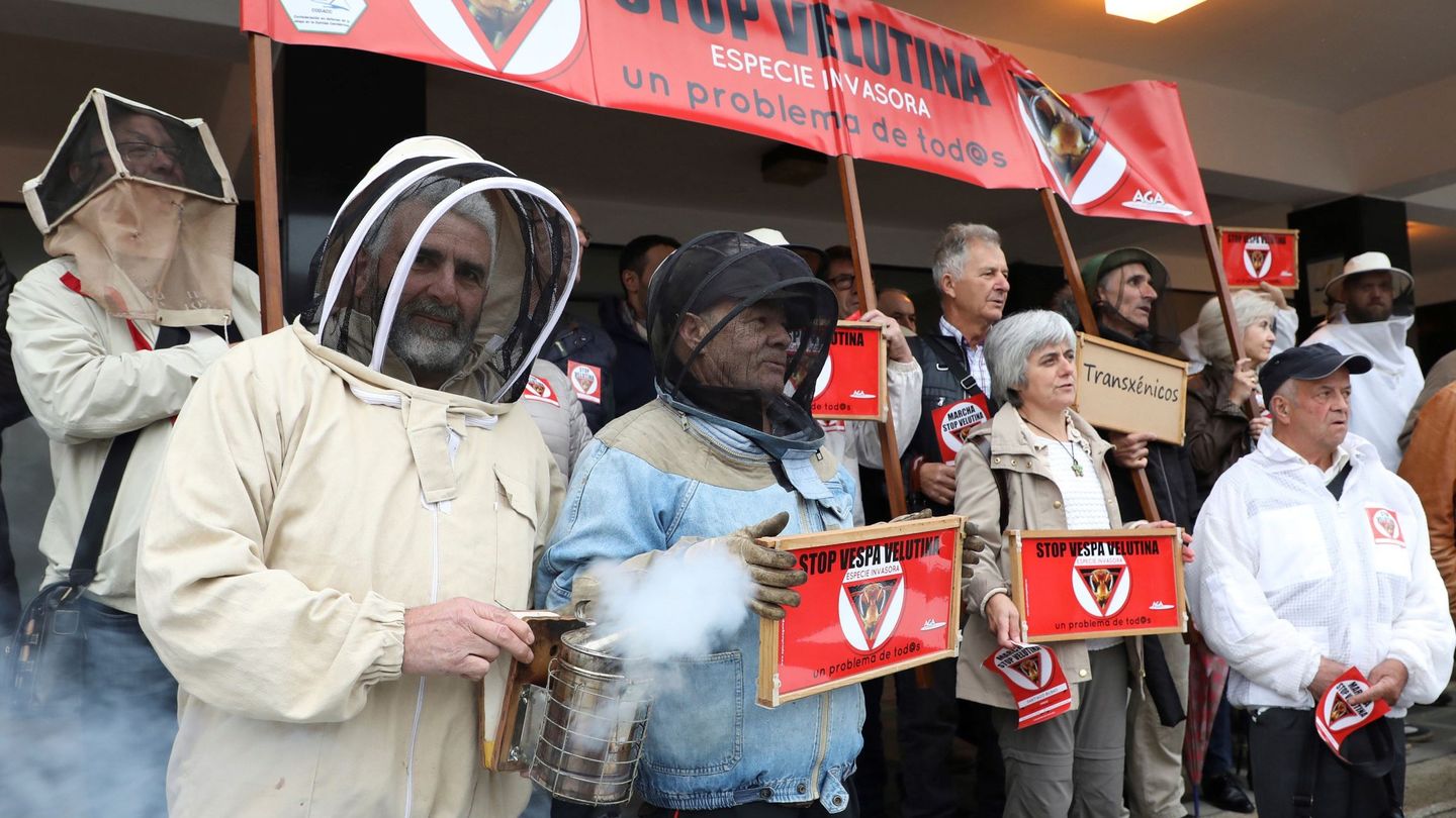 Campaña de apicultores contra la avispa asiática. (EFE)