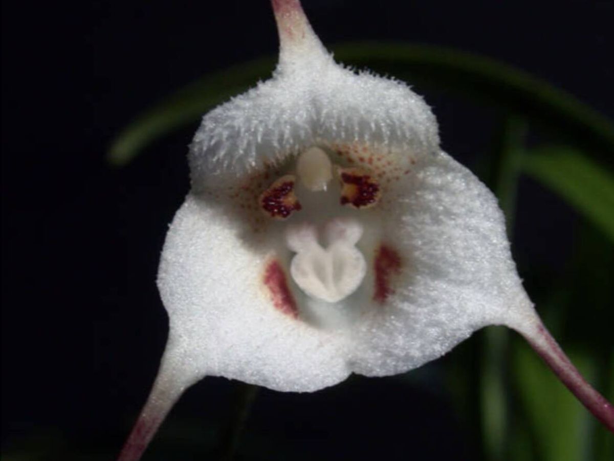 Demanda global por orquídeas do gênero Dracula ameaça a sobrevivência de espécies raras na natureza