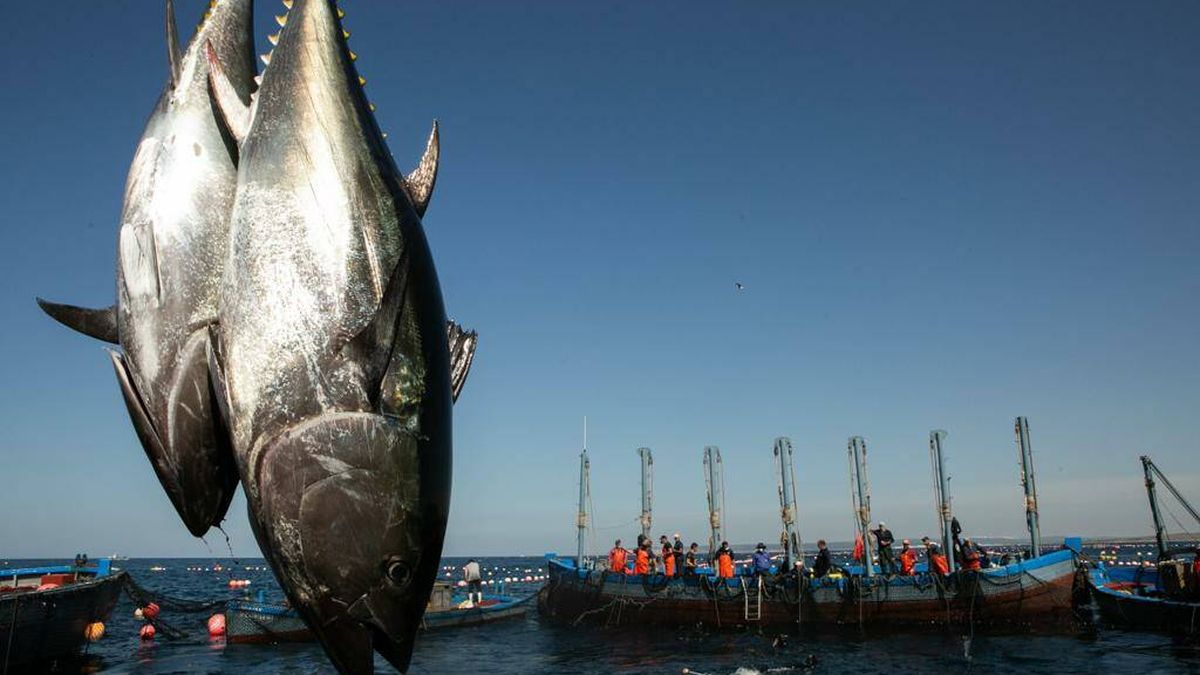 Atún, marketing e I+D: Cádiz da brillo al arte de pesca más antiguo del mundo
