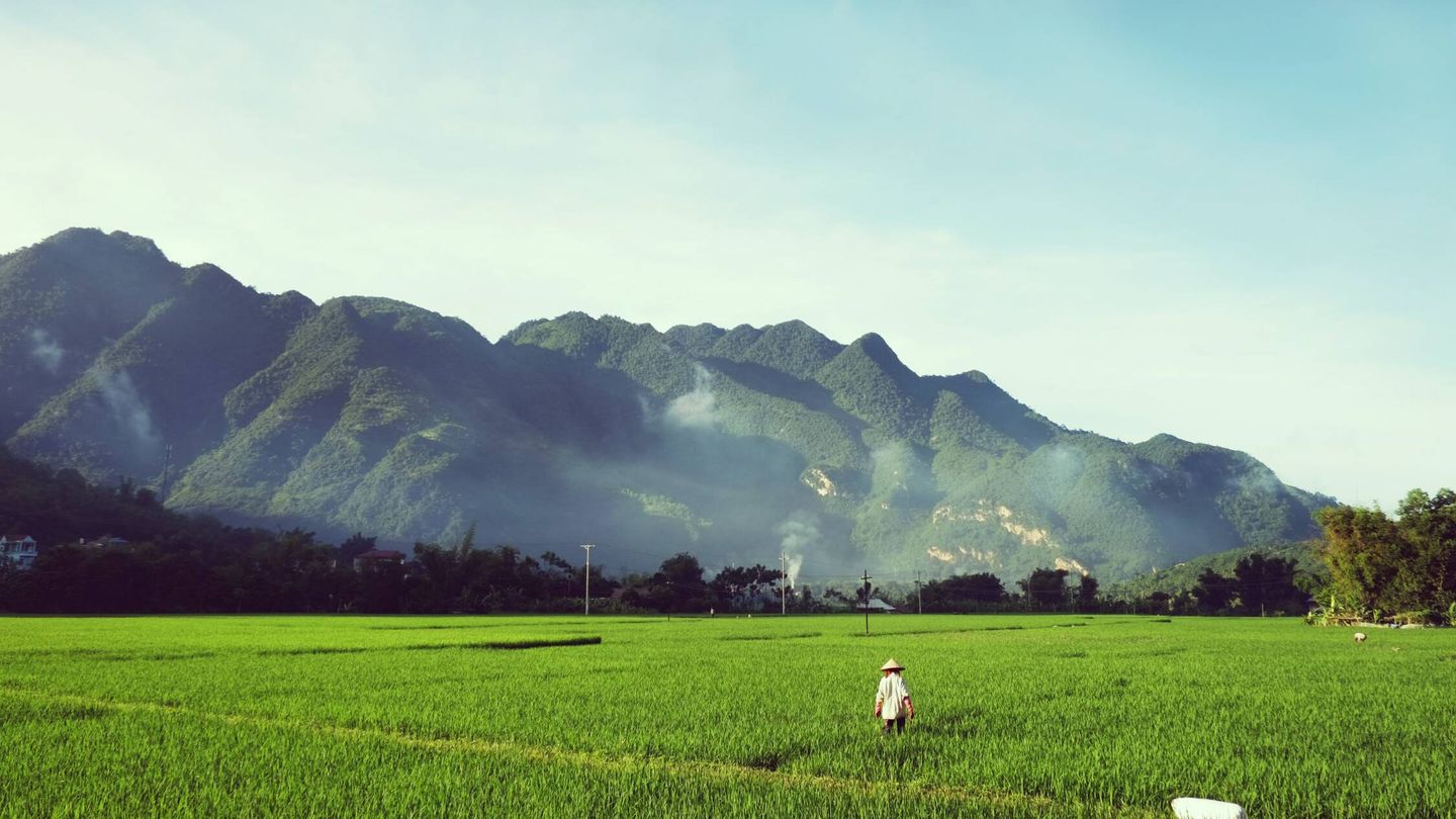 En el sudeste asiático se produce la mayor parte del arroz mundial. (Unsplash)