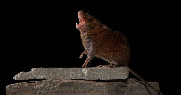 Foto: Un ratón cantante encima de una roca (NYU School of Medicine)