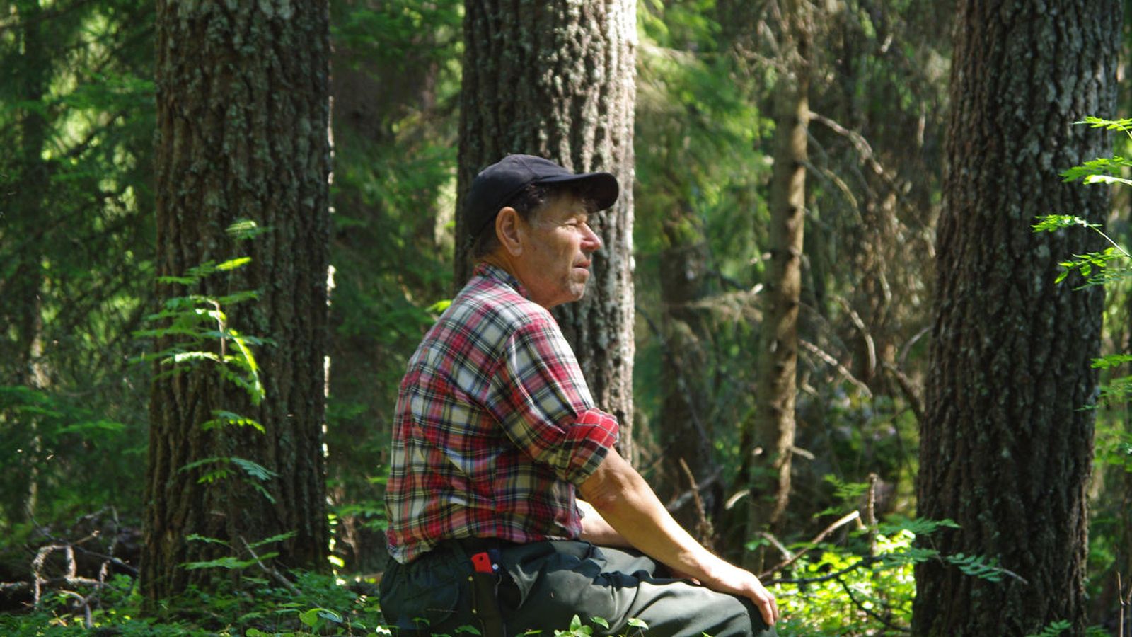 Foto: El ecologista Pentti Linkola en el bosque