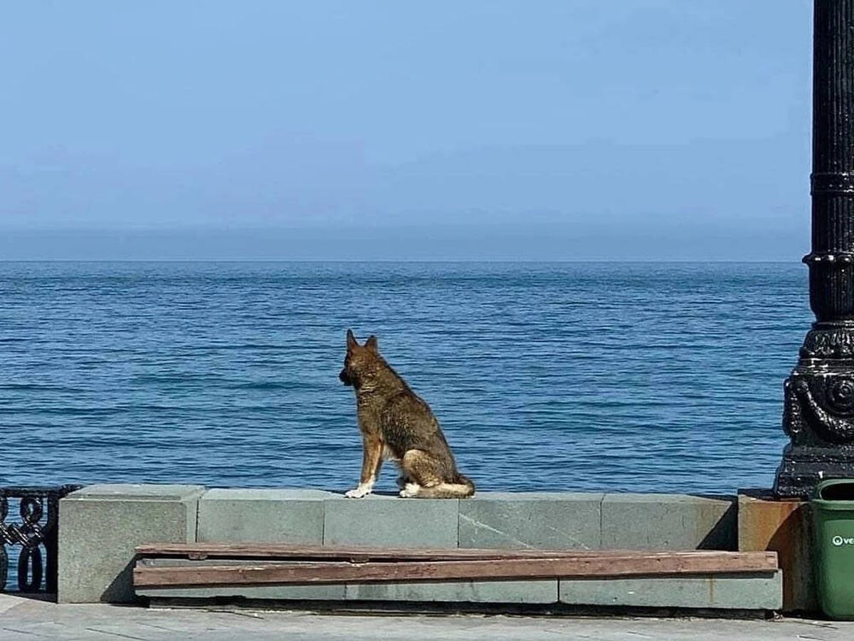 Foto: Muere el perro que esperó a su dueño en el puerto durante más de diez años (X: @Trollstoy88)