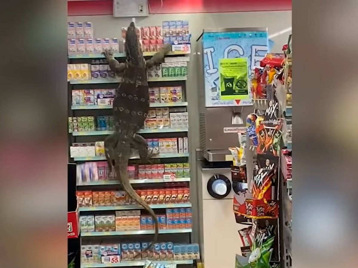 Foto: El lagarto trepó por la estantería y se quedó allí durante casi una hora (YouTube)