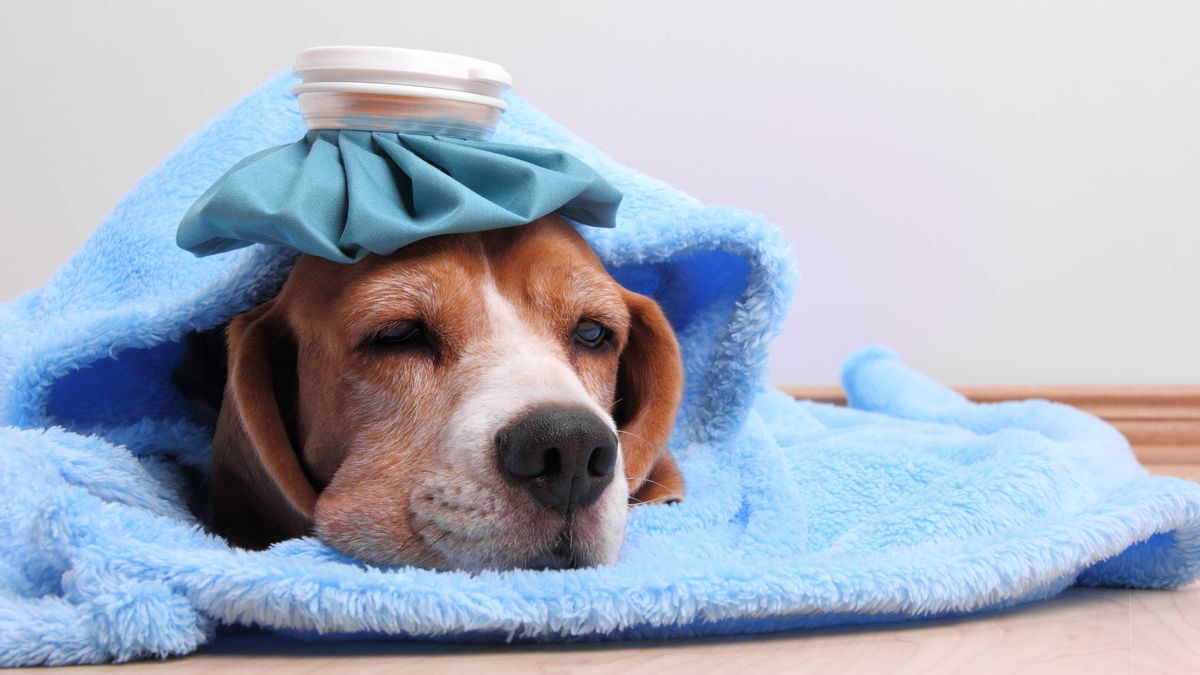 Sí, tu perro también puede resfriarse: cómo evitar que lo pase mal en invierno