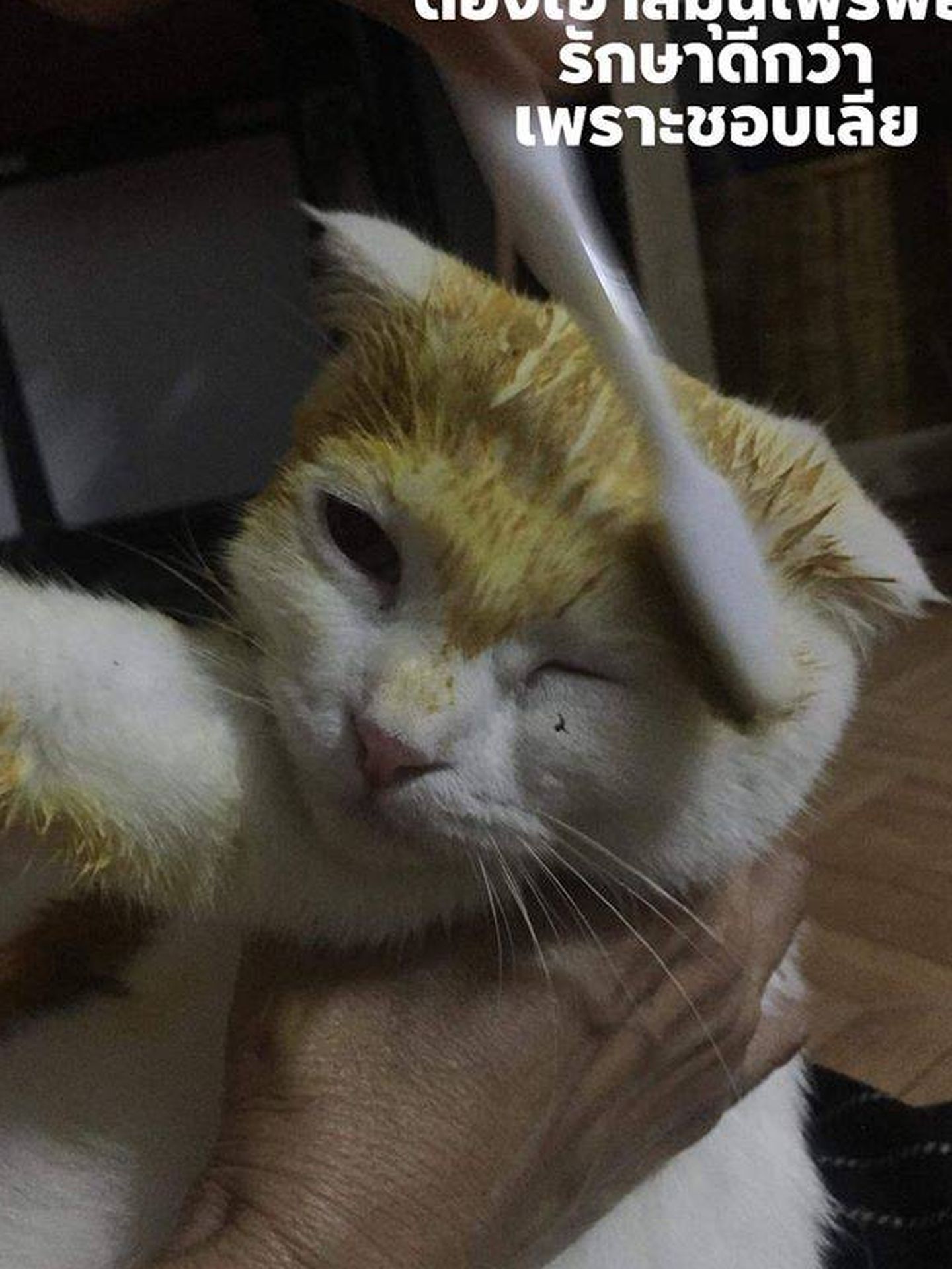 El gato, mientras que recibía la pasta sanadora que le volvió amarillo. Fuente: Reddit