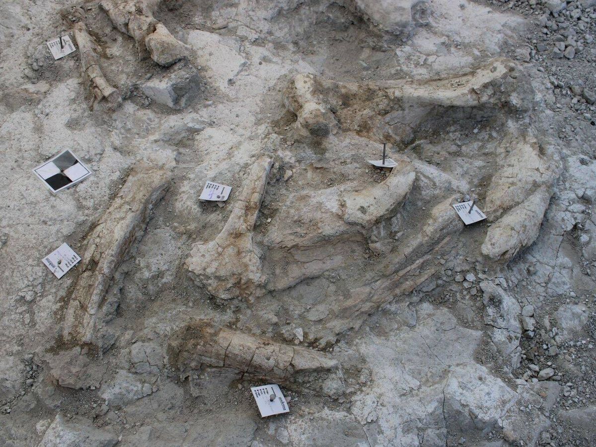 Foto: Los restos de estos elefantes primitivos datan de hace 14 millones de años (Diario de Madrid)