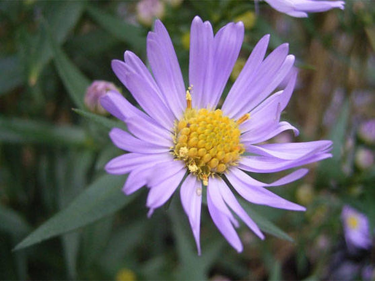 Foto: Esta flor ha desatado las teorías más locas en Internet (Foto: Wikimedia)
