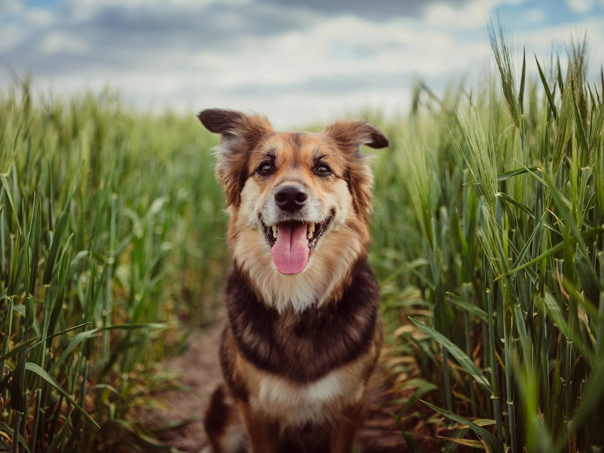 Foto: Imagen de un perro en el campo (iStock)
