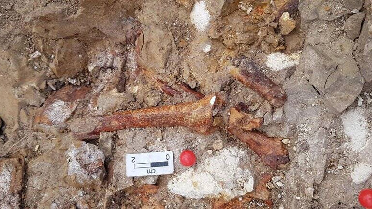 Restos óseos de dinosaurios hallados en un yacimiento de Teruel. (Cedida)