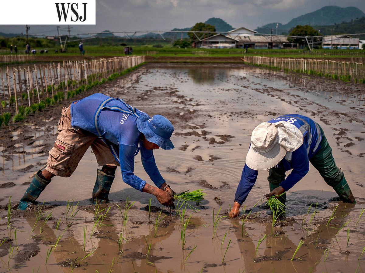 Foto: Trabajadores en una plantación de arroz en Filipinas. (Getty/Ezra Acayan)