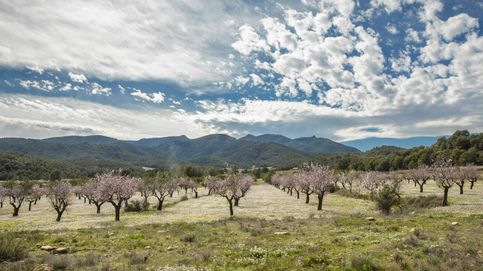 La catalana Borges busca 30 millones en bolsa para sembrar almendros en el sur