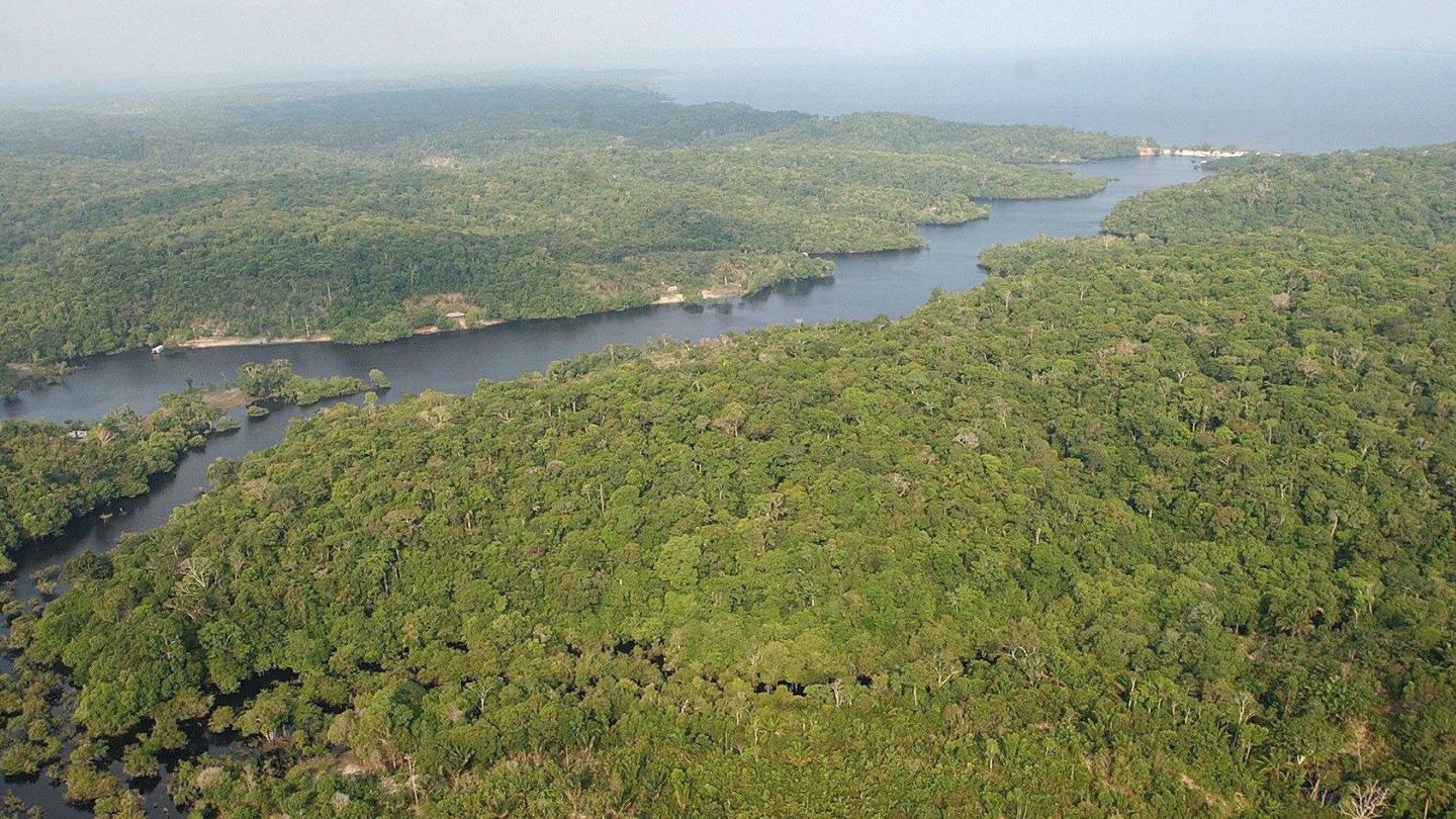 Extensión de bosque en la Amazonia brasileña. (EFE)
