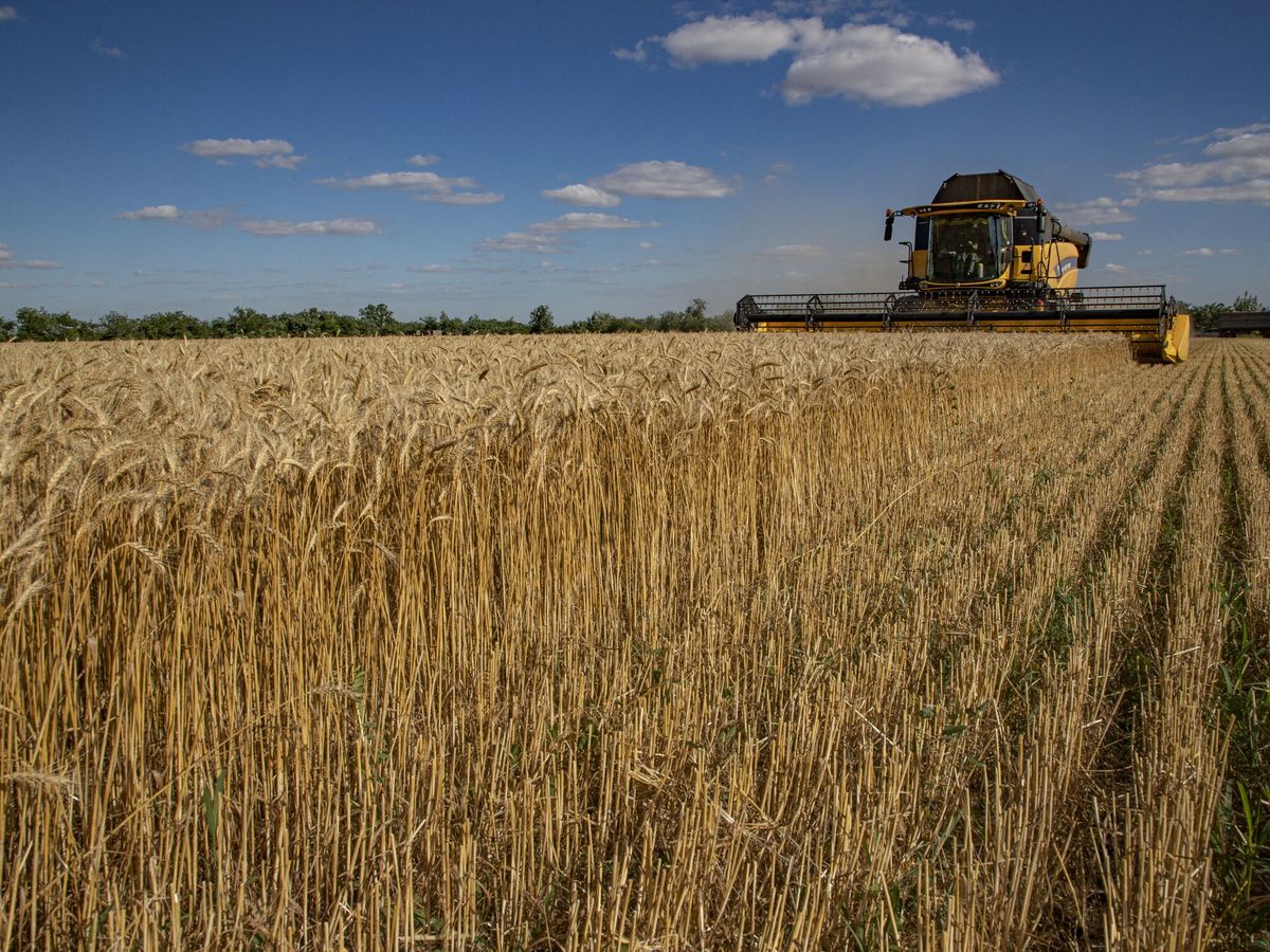 Foto: Campo de trigo al sureste de Ucrania. (EFE/Sergei Ilnitsky)