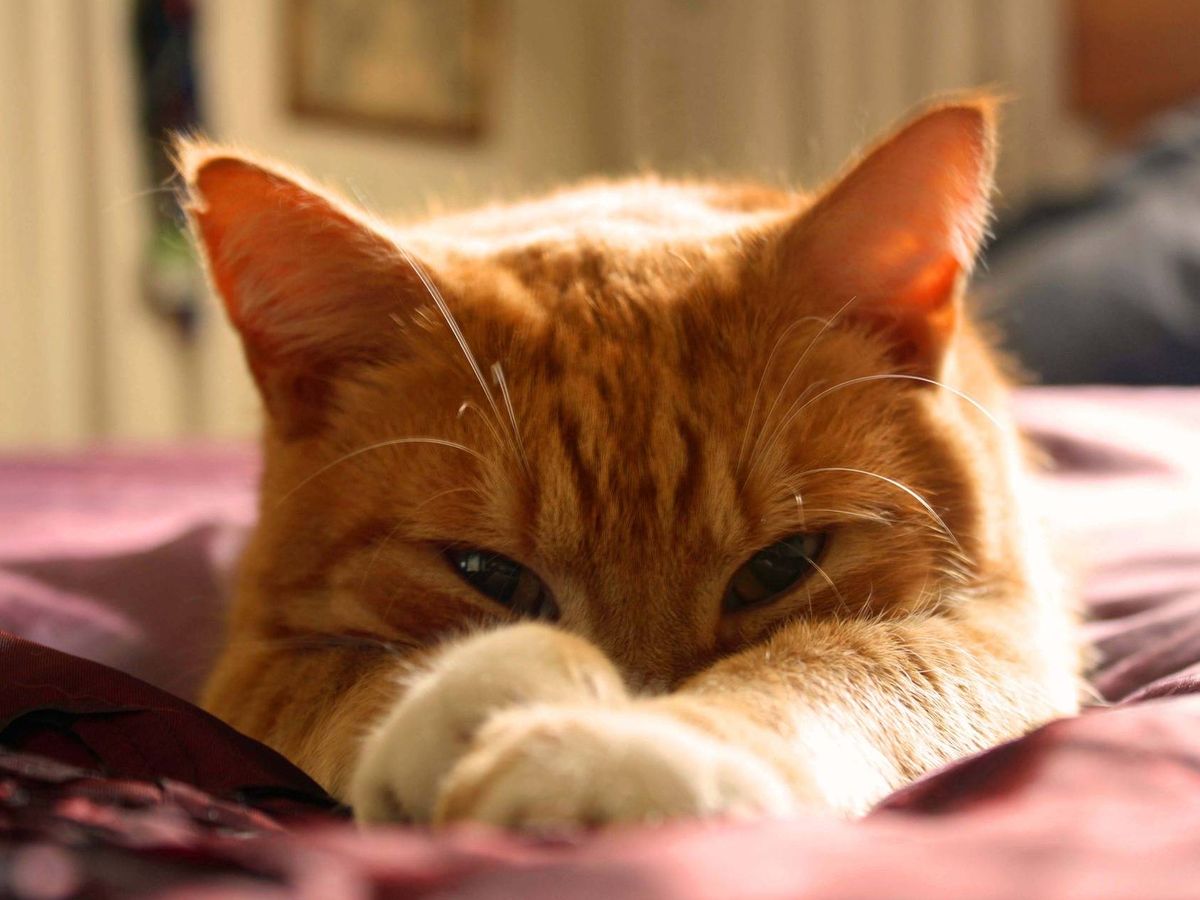 Foto: Un gato naranja. Foto: Pixabay