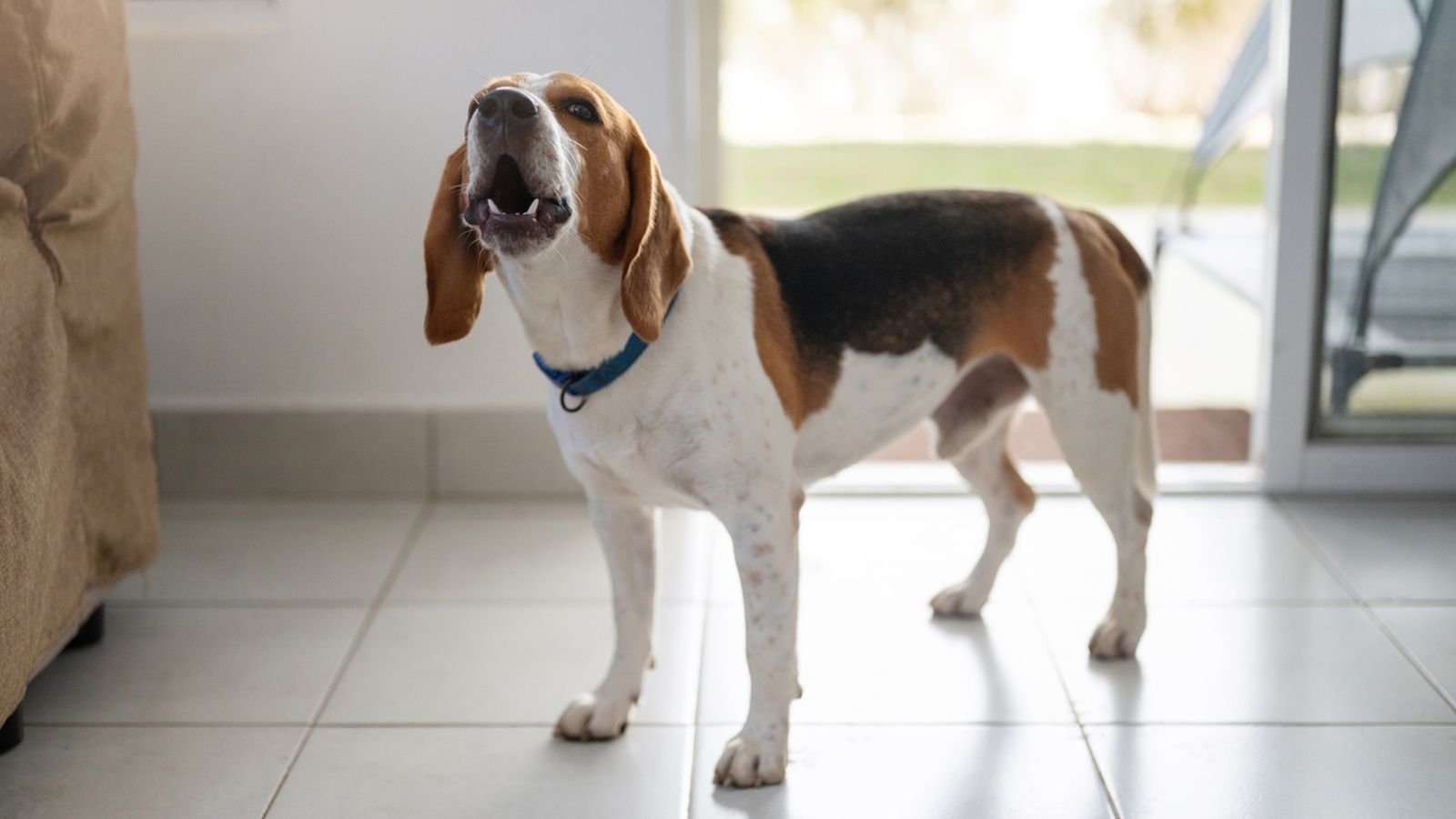 Poca gente lo sabe: esta es la verdadera razón por la que nuestros perros se alegran cuando llegamos a casa