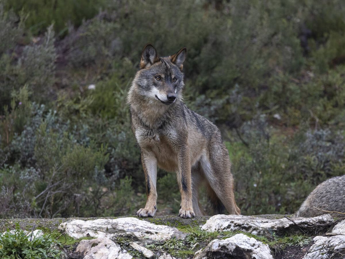 Foto: Lobo ibérico en el norte de la Península. (iStock)