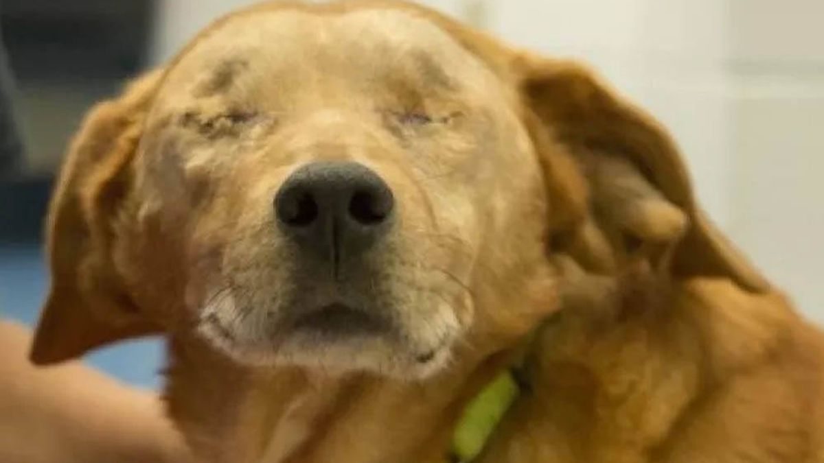 La conmovedora historia de Rusty, el perro al que extirparon sus ojos