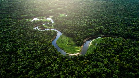 Un punto de inflexión dramático: la selva amazónica se convertirá en una sabana