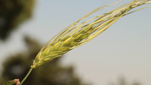 Este descubrimiento genético puede hacer al trigo más resistente a la sequía