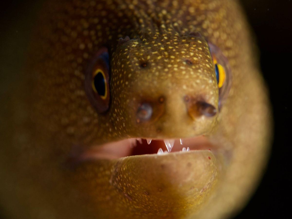 Foto: Las anguilas eléctricas tienen una cualidad que no se sabía (Pexels/Pascal Ingelrest)