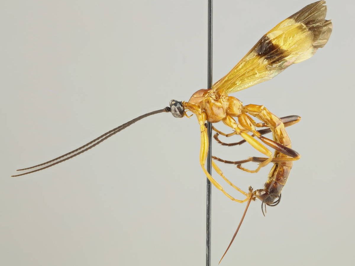 Foto: Avispas parasitoide (Acrotaphus). Foto: Universidad de Turku