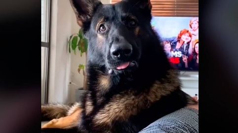 La reacción de un perro policía  jubilado cuando su dueño habla de drogas