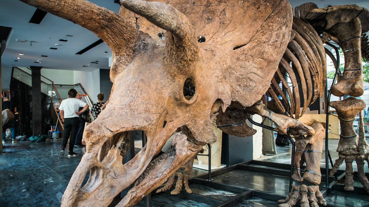 Una casa de subastas vende el esqueleto de Triceratops más grande del mundo