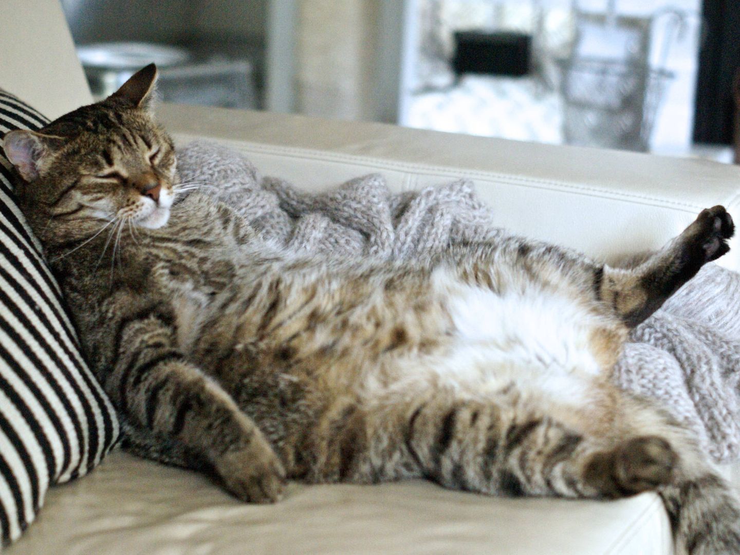Si crees que tu gato está gordo consulta con un veterinario.