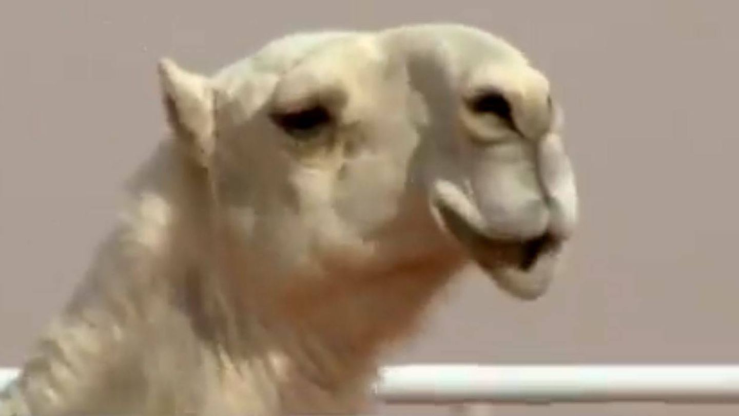 Un camello debe tener los labios caídos y unos rasgos alargados para poder ganar.