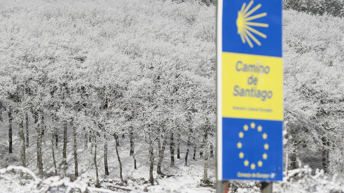 Bosques en la línea de fuego: el frío sacude a Europa en el camino de su independencia energética