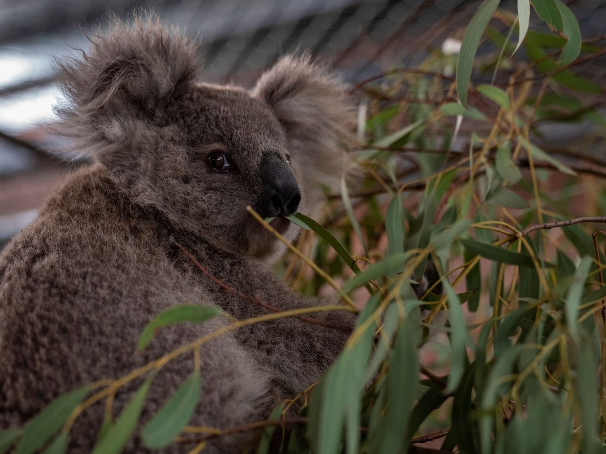 Foto: Los koalas se han visto desplazados de su hábitat por los humanos, los incendios y la sequía (Reuters/Australian National University)