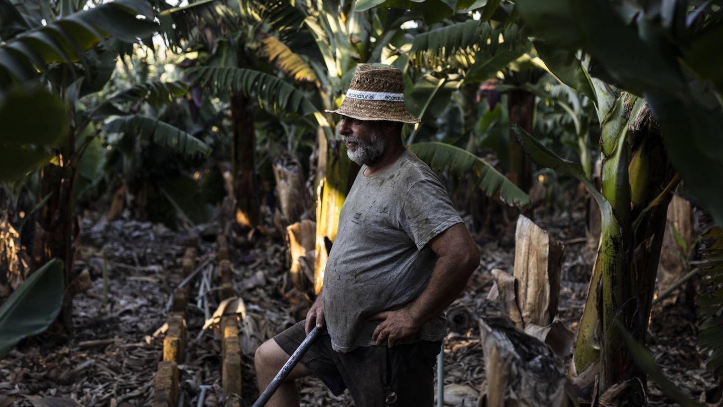 José Víctor, en una plantación de plátanos de La Palma. (Alejandro Martínez Vélez)
