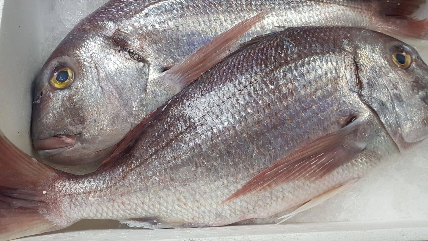 El dentón, un pescado blanco muy cotizado en el mercado se oferta en el Goizeko. 