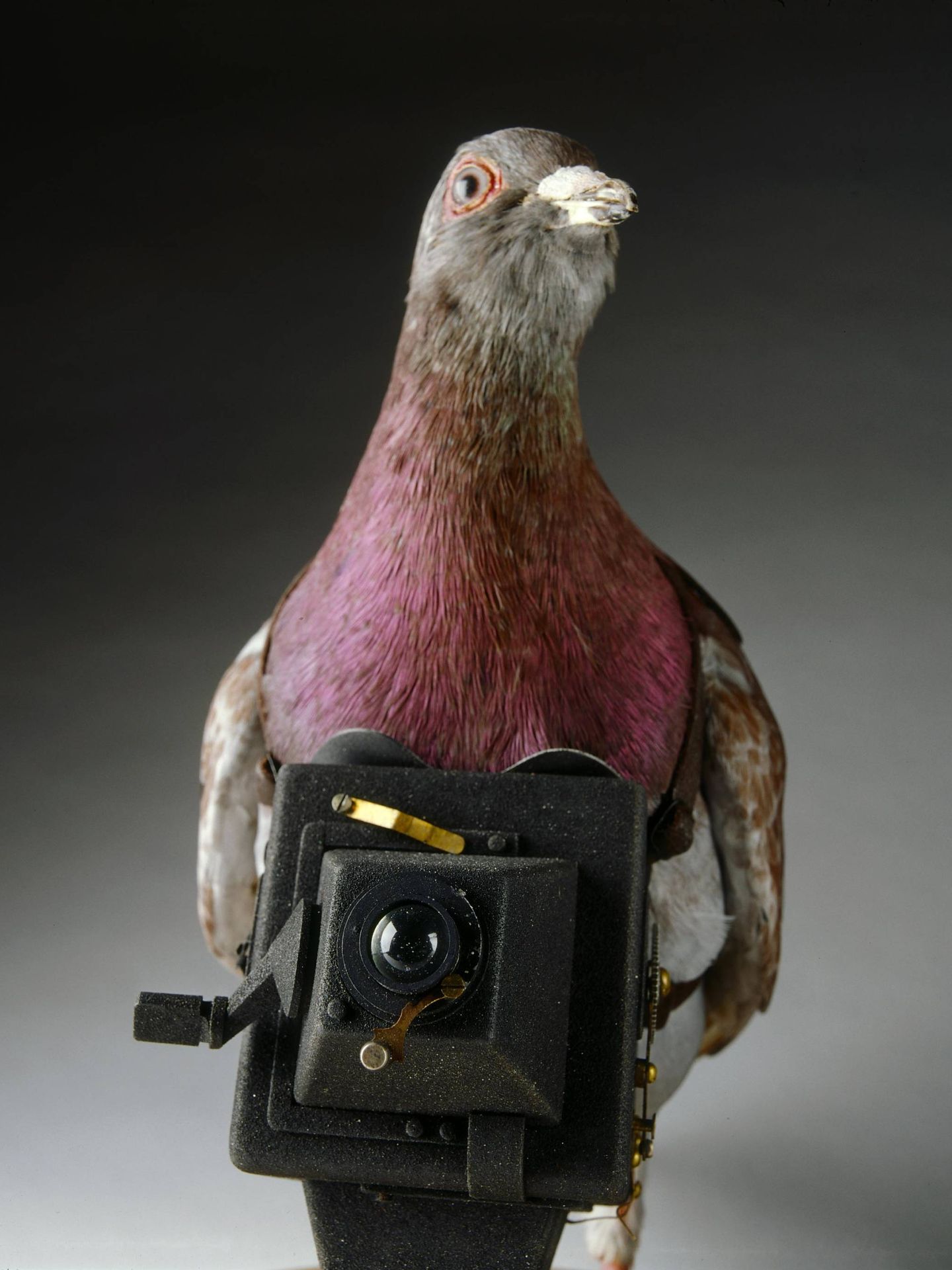 Las palomas fueron espías en la I Guerra Mundial (International Spy Museum)
