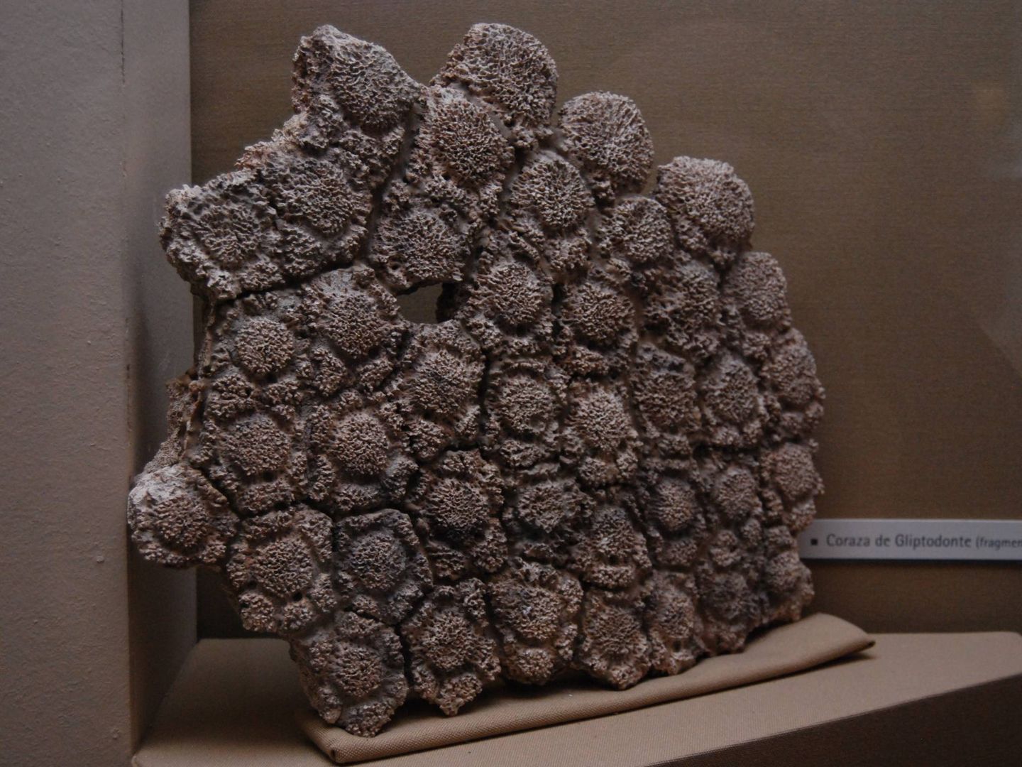 Fragmento de un caparazon de 'gliptodonte', exhibido en el Museo de La Plata, Argentina. (Wikimedia Commons)