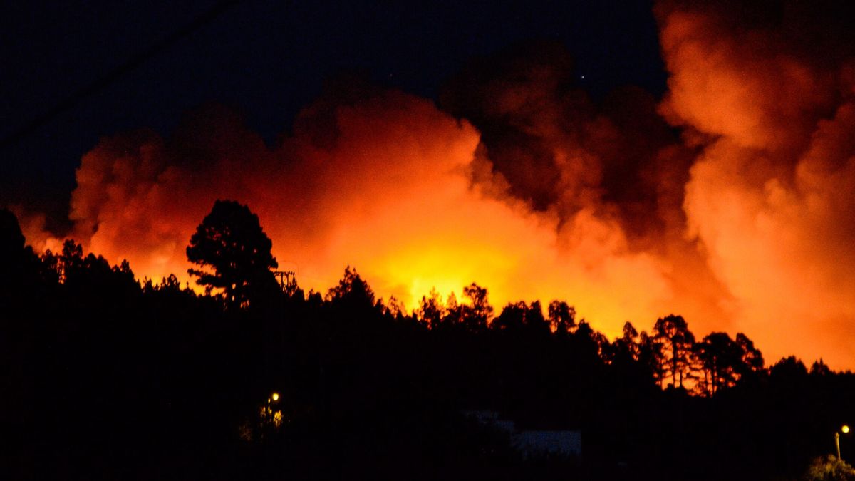 ¿Por qué cada verano los incendios son más peligrosos? En España, sobran árboles