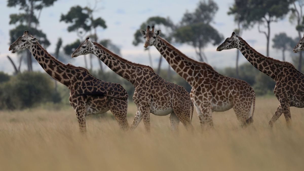Kenia ha decidido contar todos los animales del país y se han llevado una gran sorpresa