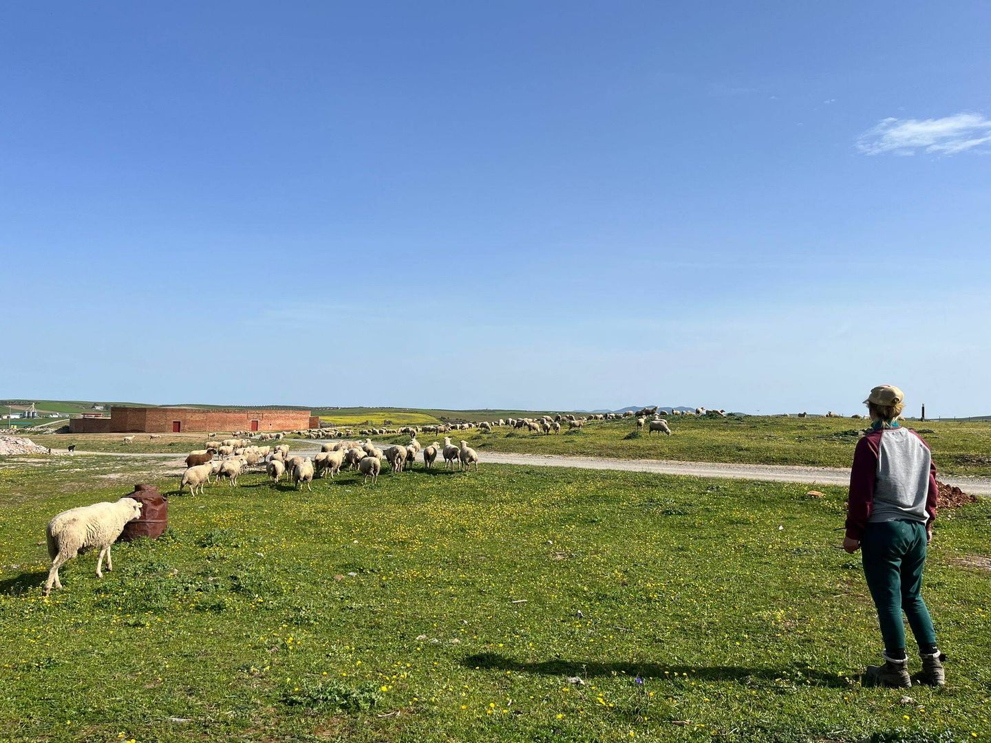 Una pastora con sus ovejas en las inmediaciones del pueblo. (A.F.)