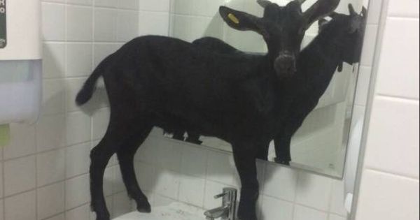 Foto: La cabra en el Hospital La Fe de Valencia. (Policía Local de Valencia)