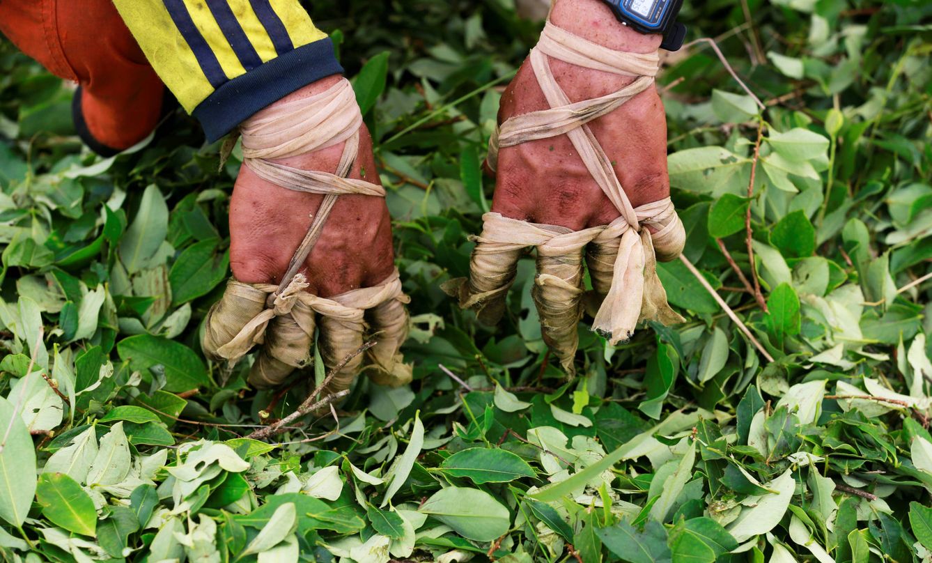 Un trabajador recoge las hojas de coca en una pequeña granja en Guayabero, Colombia. (Reuters)