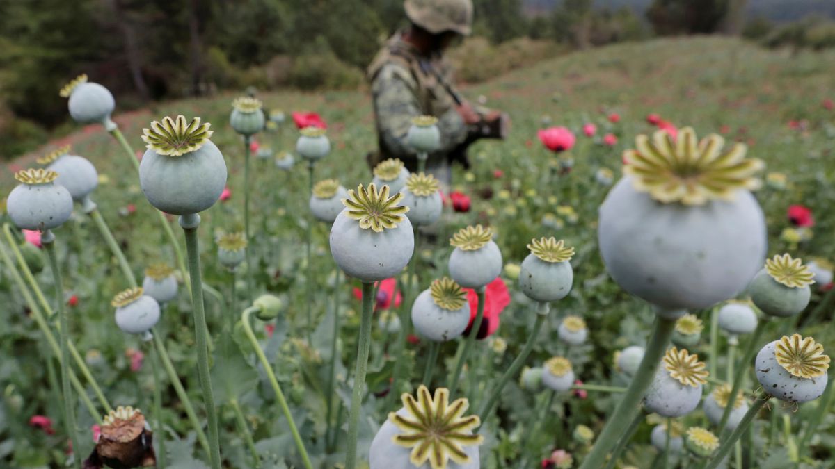 México quiere legalizar las drogas para frenar la violencia (y por qué no funcionará)