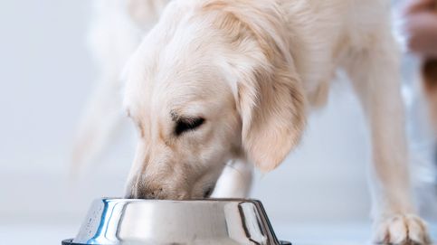 Los cinco peores alimentos para perros y los que peor les sientan